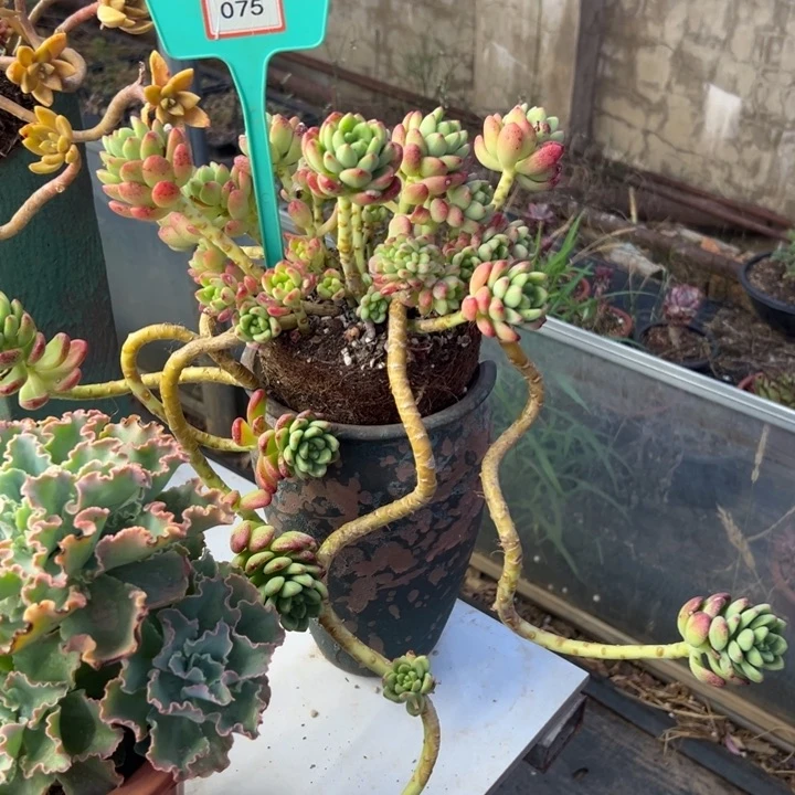 s***娟香格里拉多肉植物075