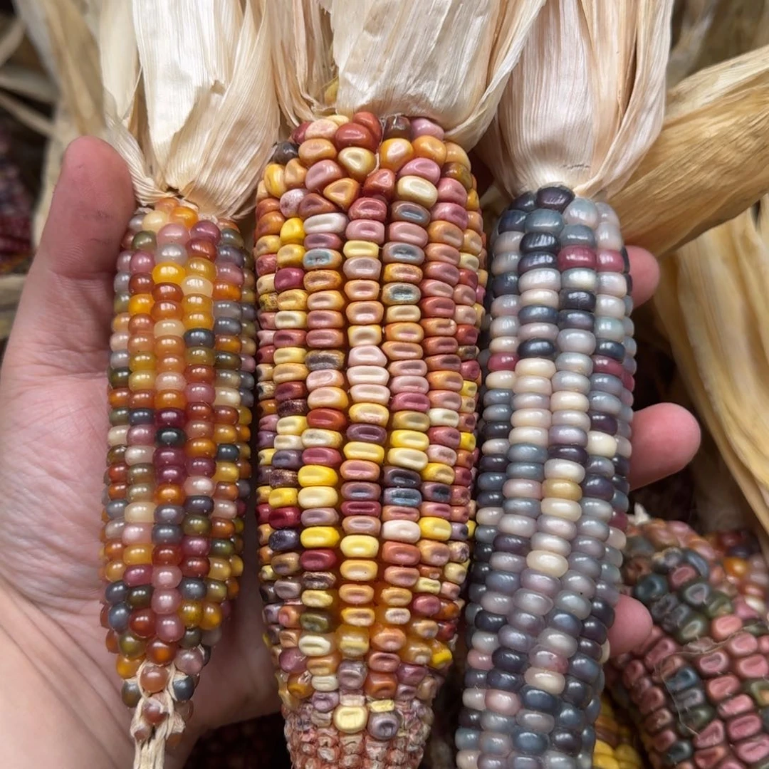 柏香籽/百香籽吊坠涛****彬