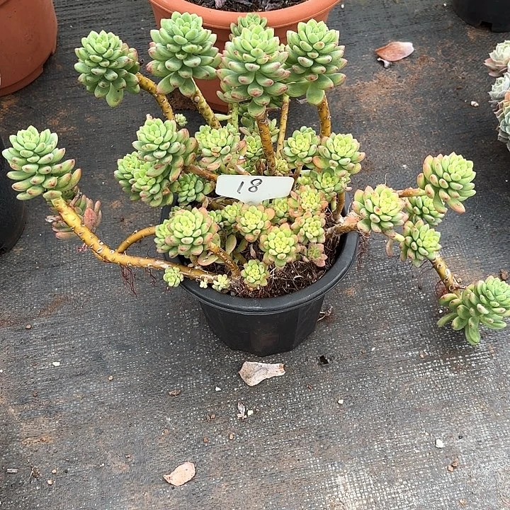 多肉植物，香格里拉18号