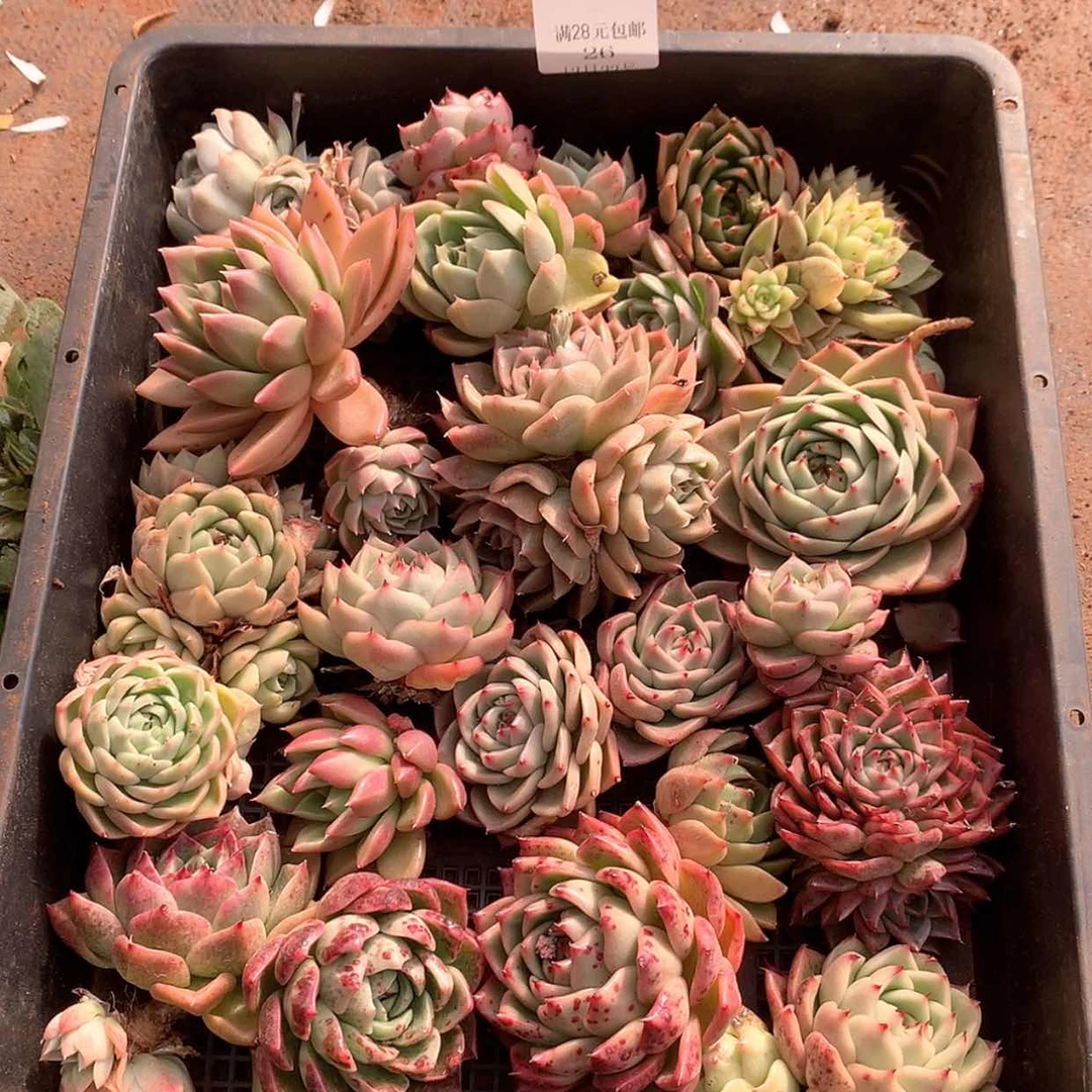 【闪购商品】云26号