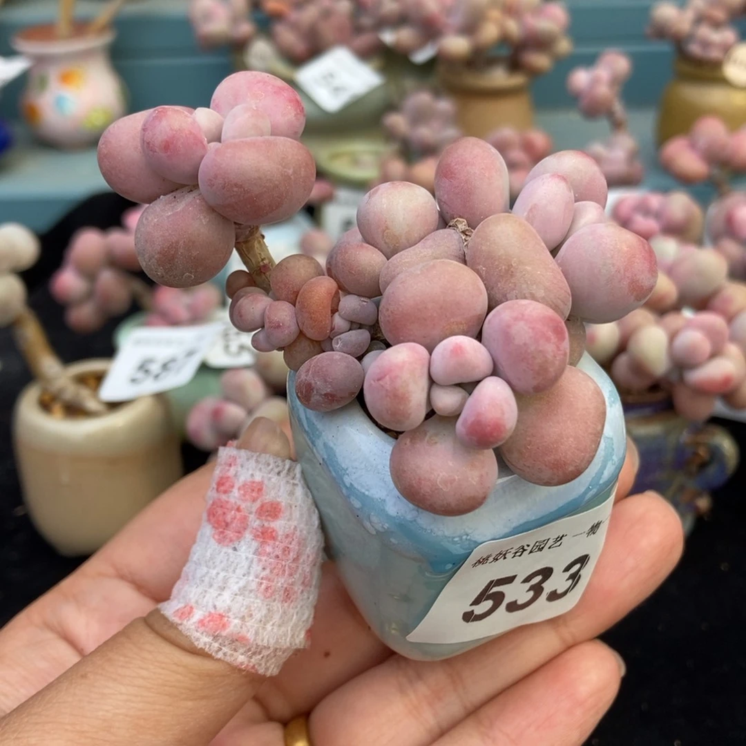 533糖果腰子蛋带盆土