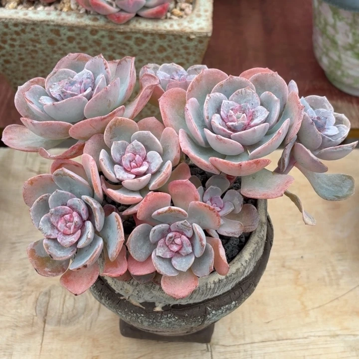 多肉植物 樱花季-4