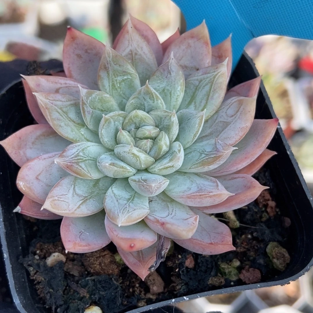 12爱沙公主多肉植物