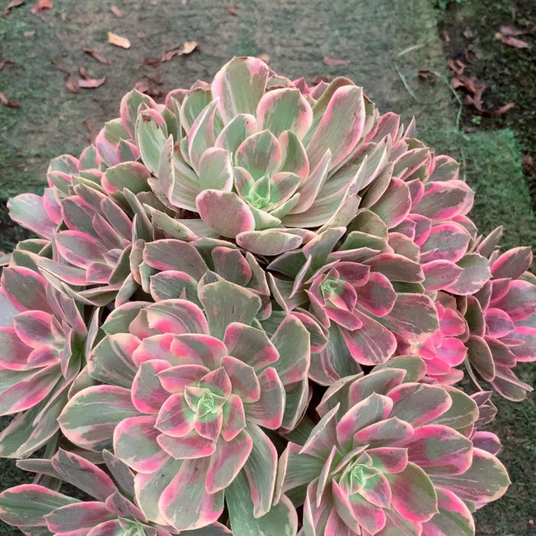 浣纱捧花，多肉植物
