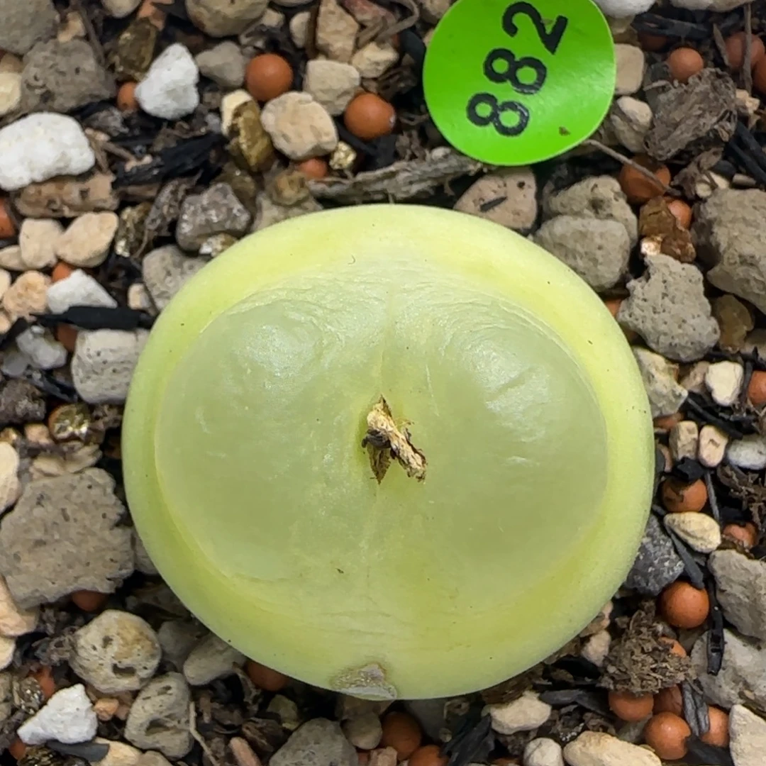 拉登2.6+有疤多肉882