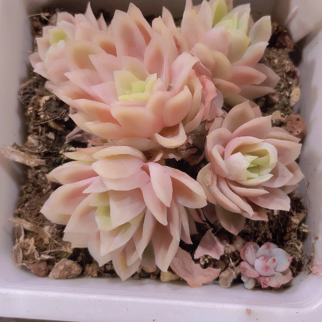冰片女王玫瑰锦w099一物一拍