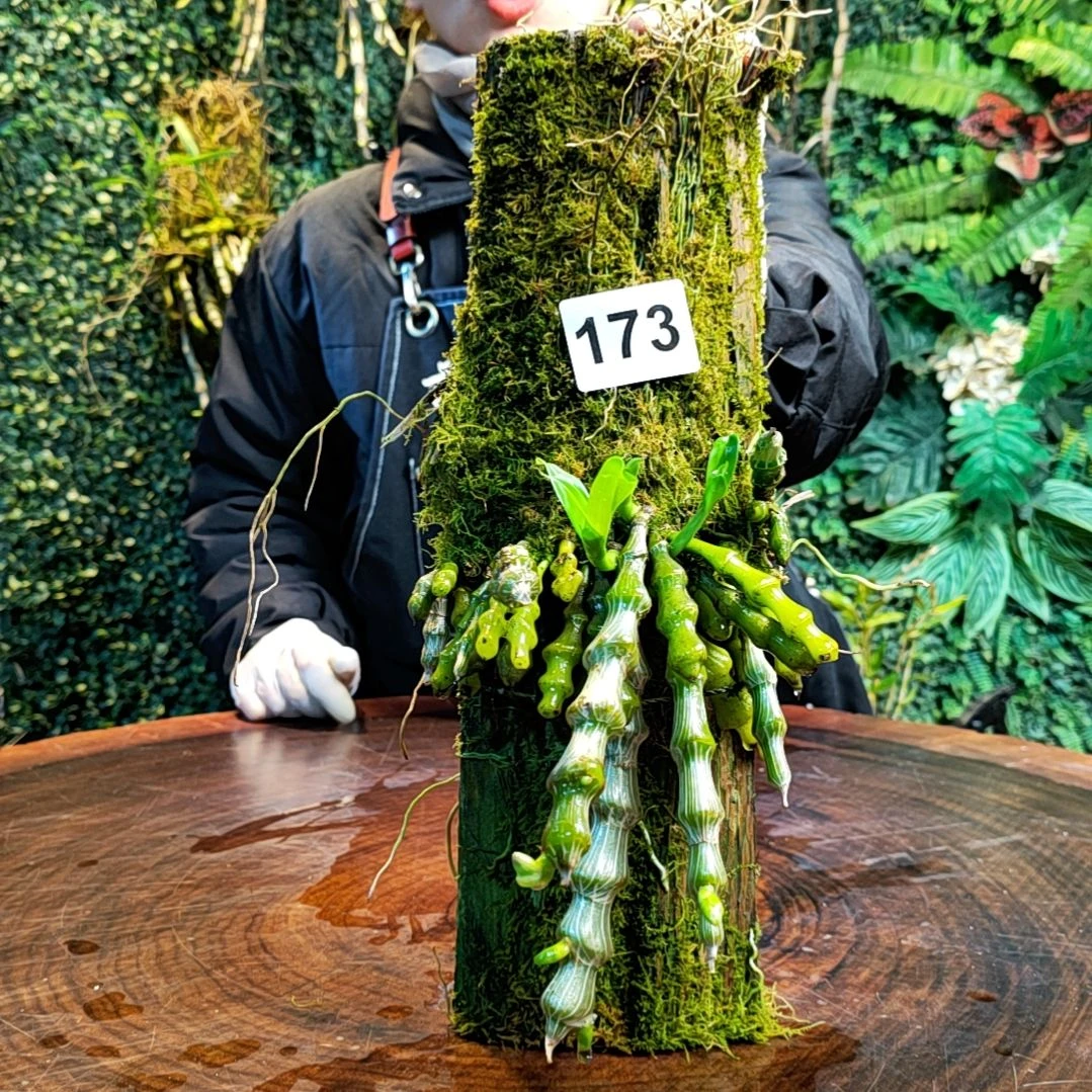 【闪购商品】玖*173肿节花