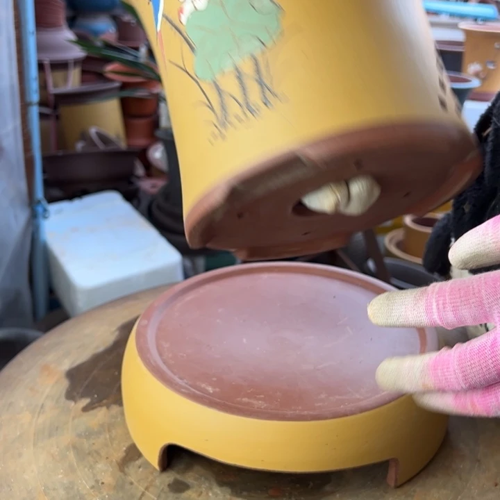 紫砂黄色荷花舍得加拖大号