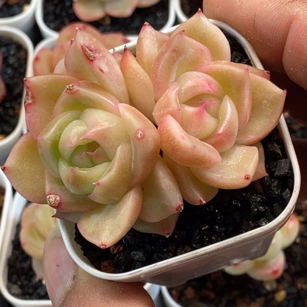 天官赐福百无禁忌