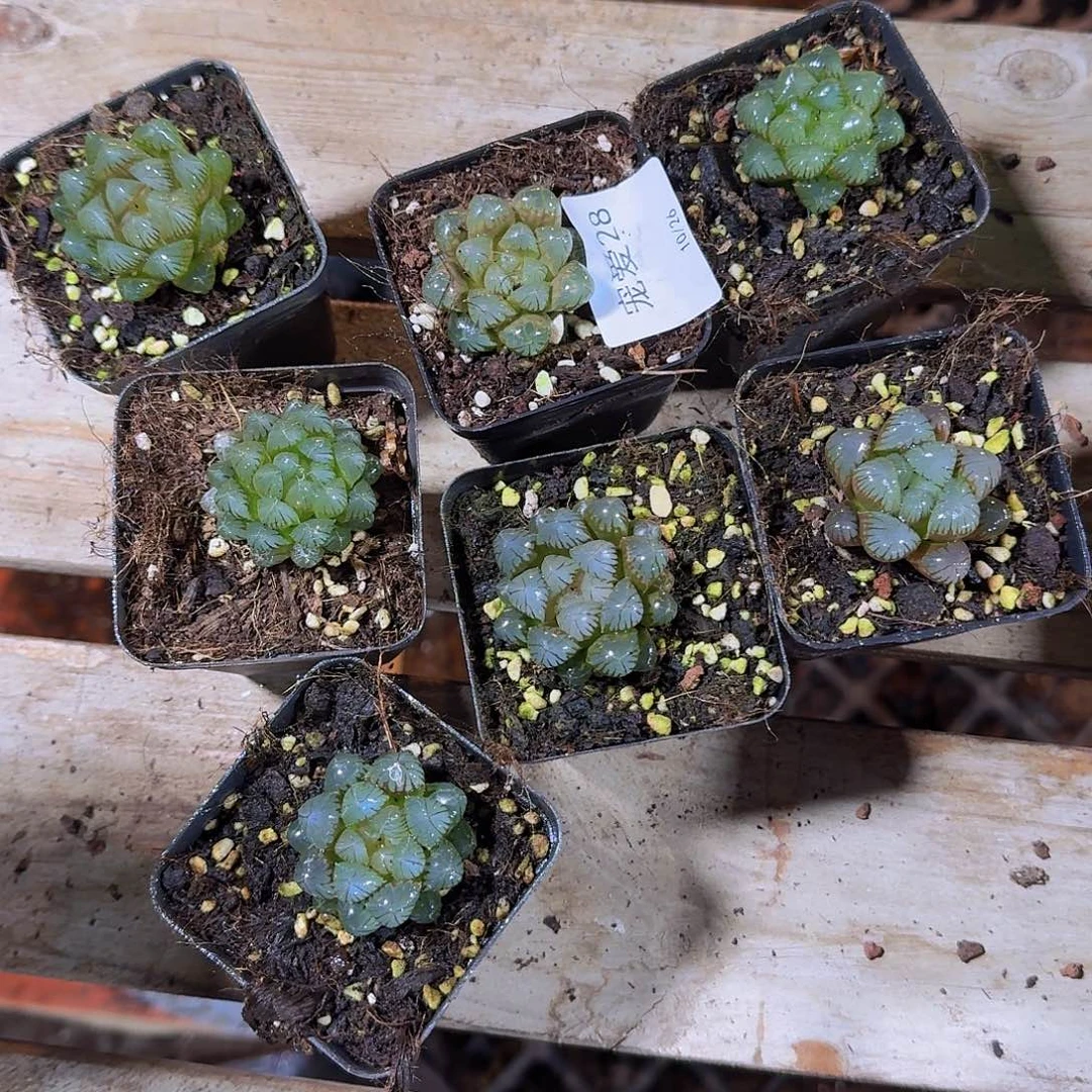 直播福利一物一拍28