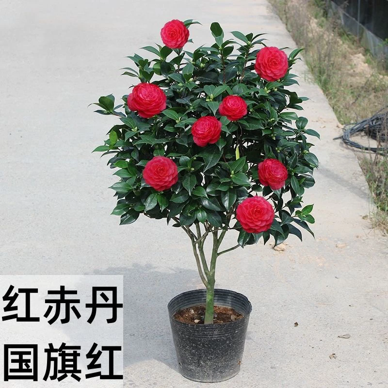 红赤丹山茶花大红重瓣花型盆栽庭院室内外易活花卉茶花正宗山茶花