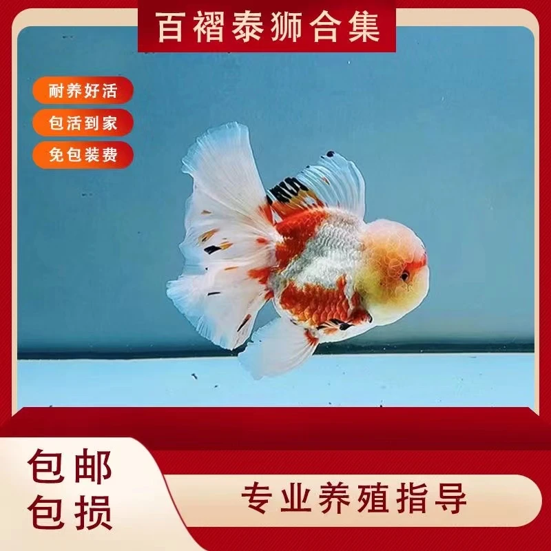 【直播间专用链接满30包邮】精品泰狮元宝【到货录开箱视频】