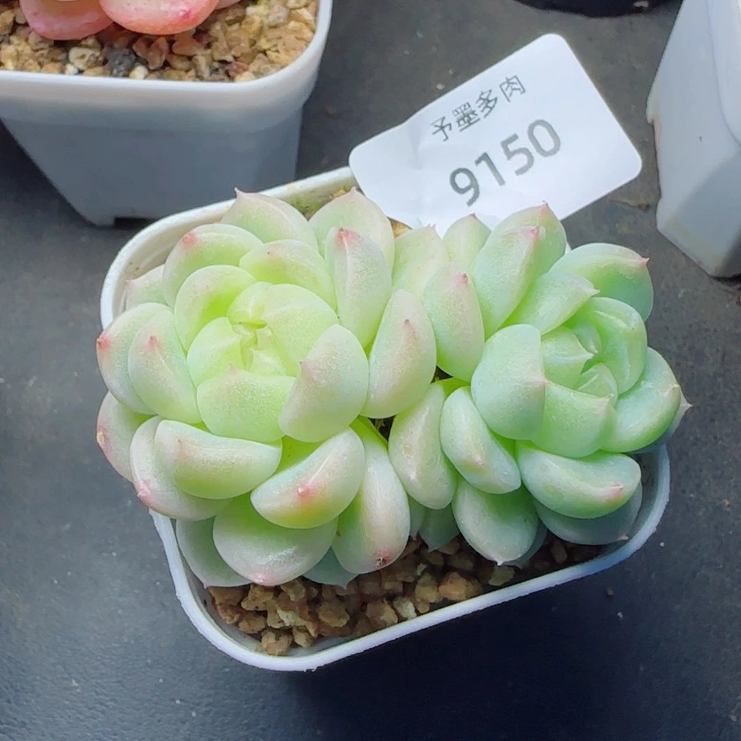 财富密码，9150多肉植物