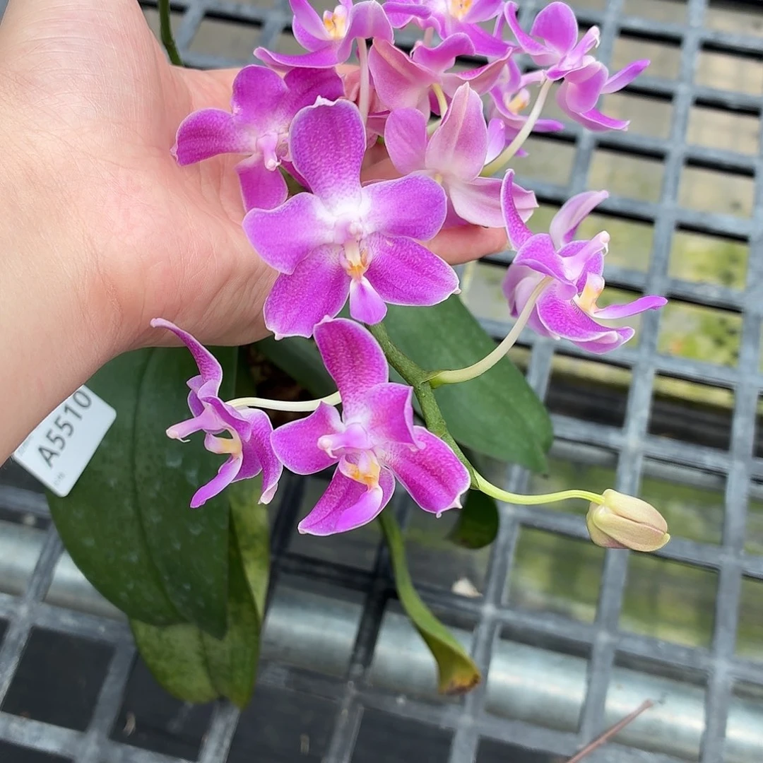 当前无花朵，栽培后可花朵A5510