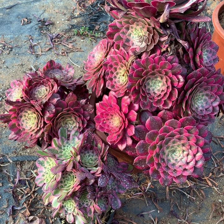 不包损417号后羿和朵朵