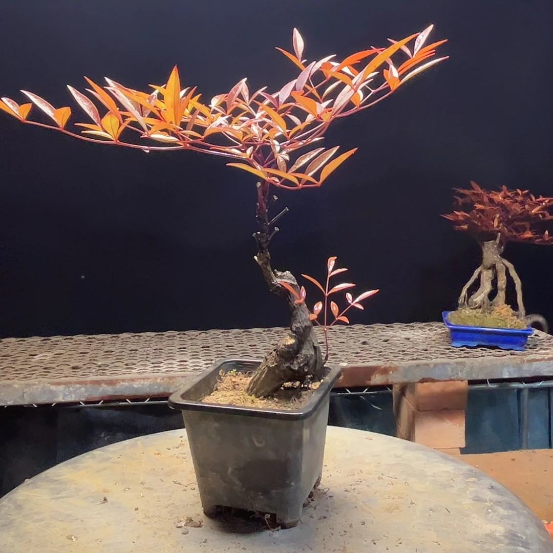 不开花植物0000016