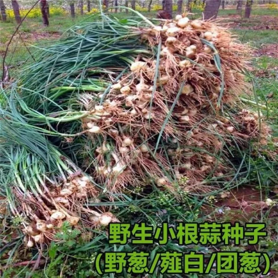 小根蒜种子山蒜大脑瓜儿东北地方特色野菜野生保健蔬菜春秋四季播