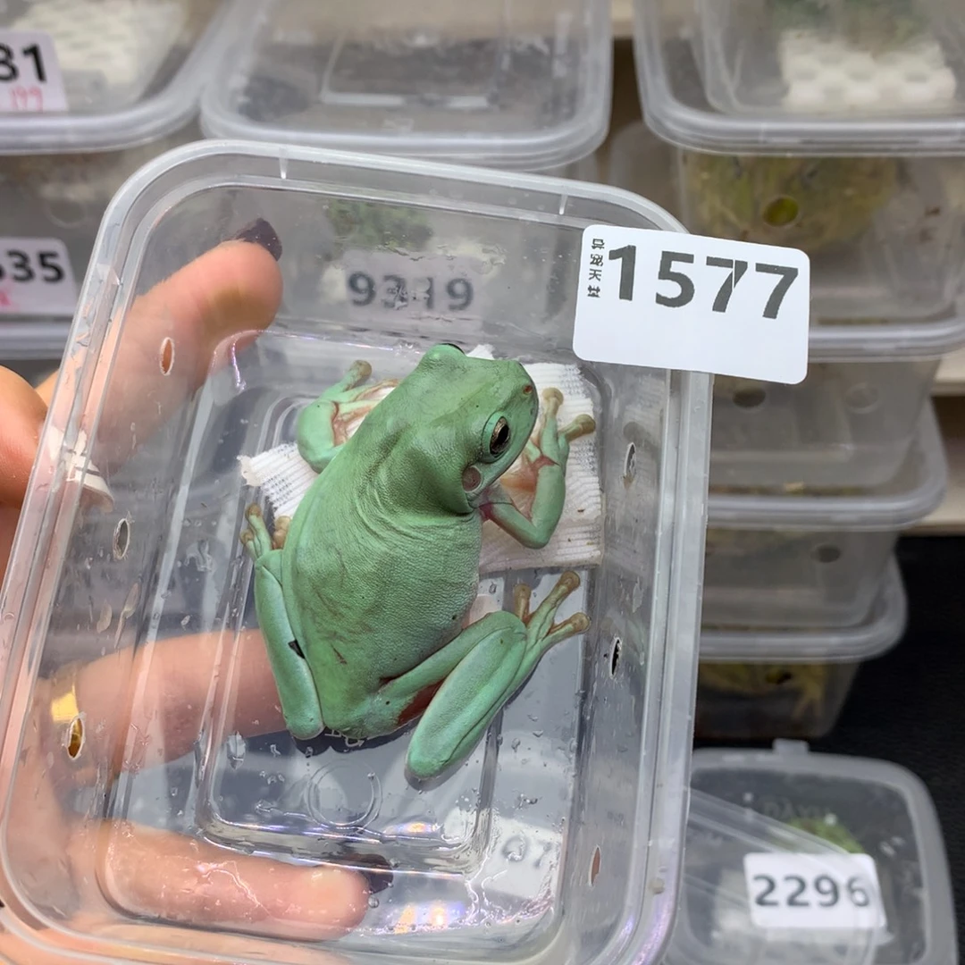 比****角蛙绿姥爷树蛙1577特价