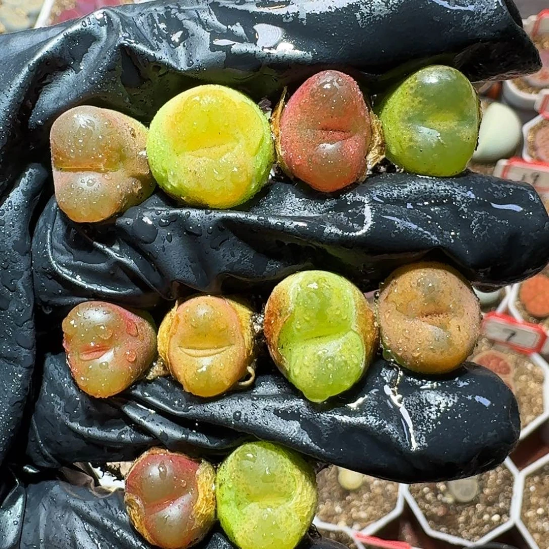 生石花的11111111。   285