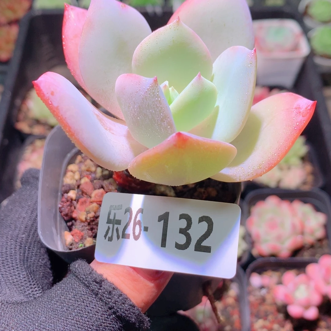 乐然26-132 白凤单头