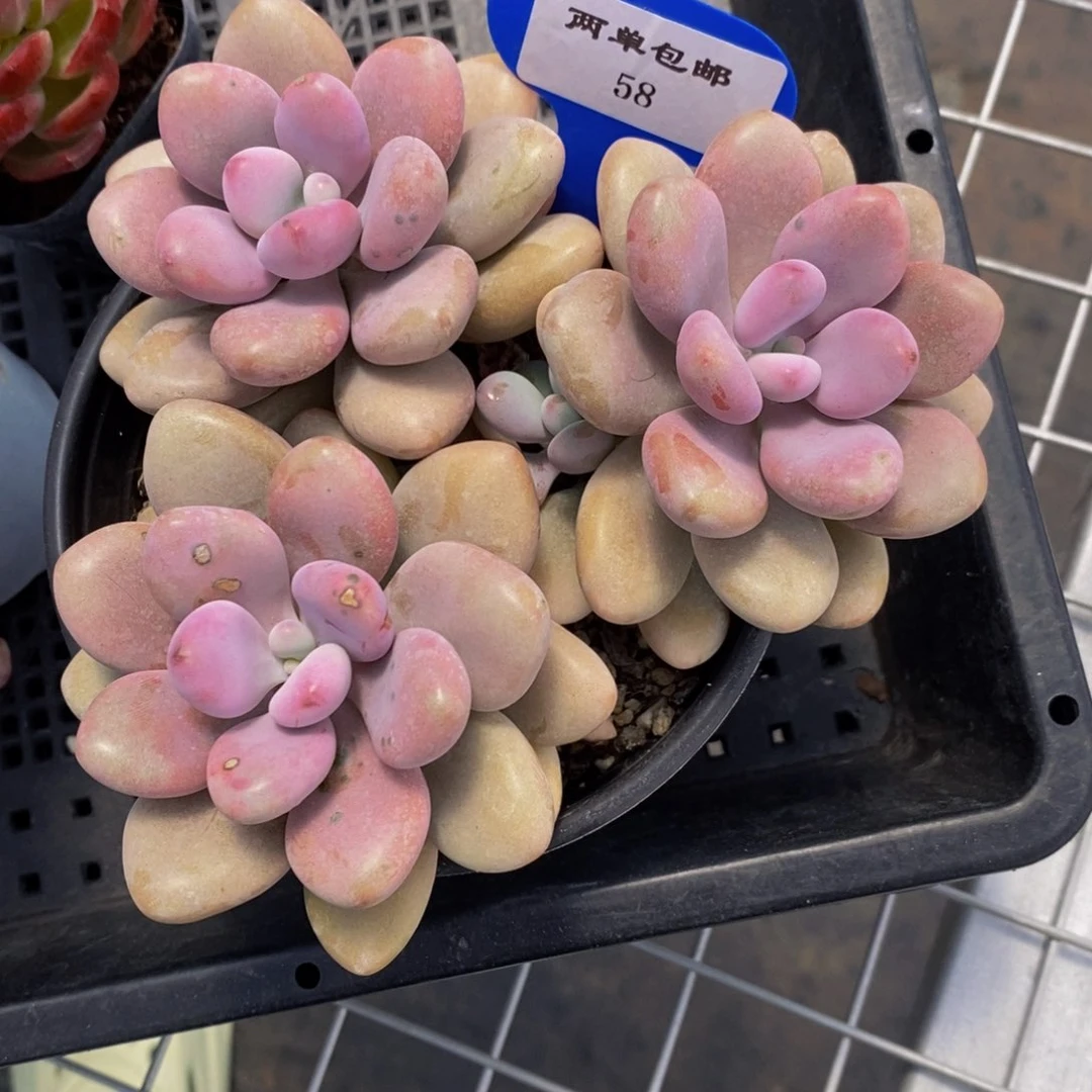 58-精品母本桃蛋群一个