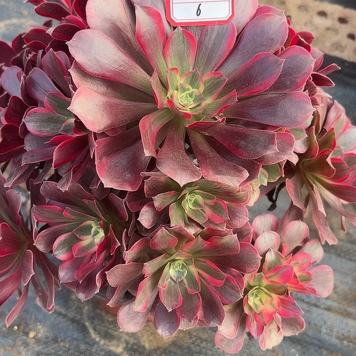 凤冠多肉法师不包损6