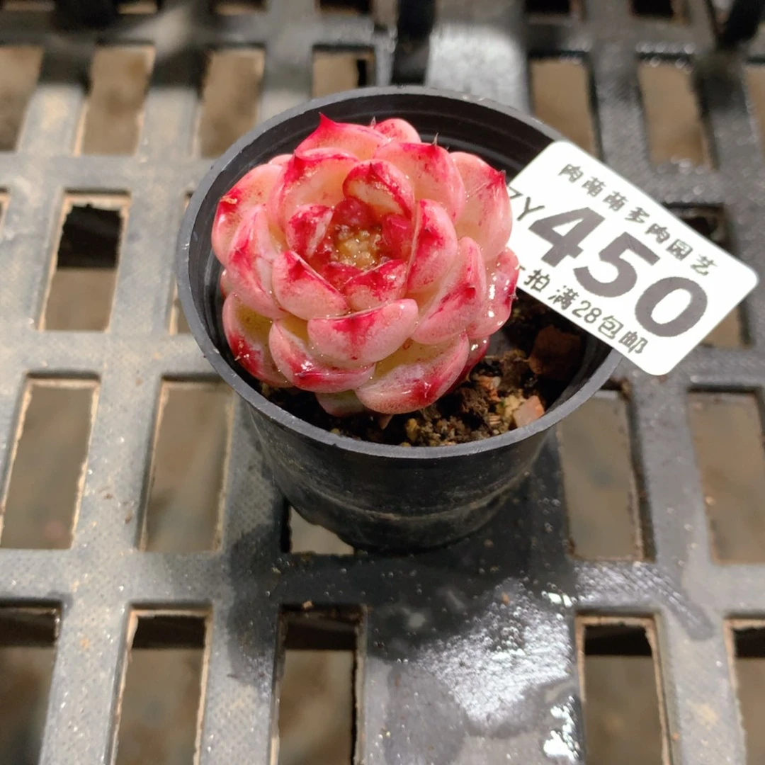 肉萌萌拇指盆精控多肉ZY450