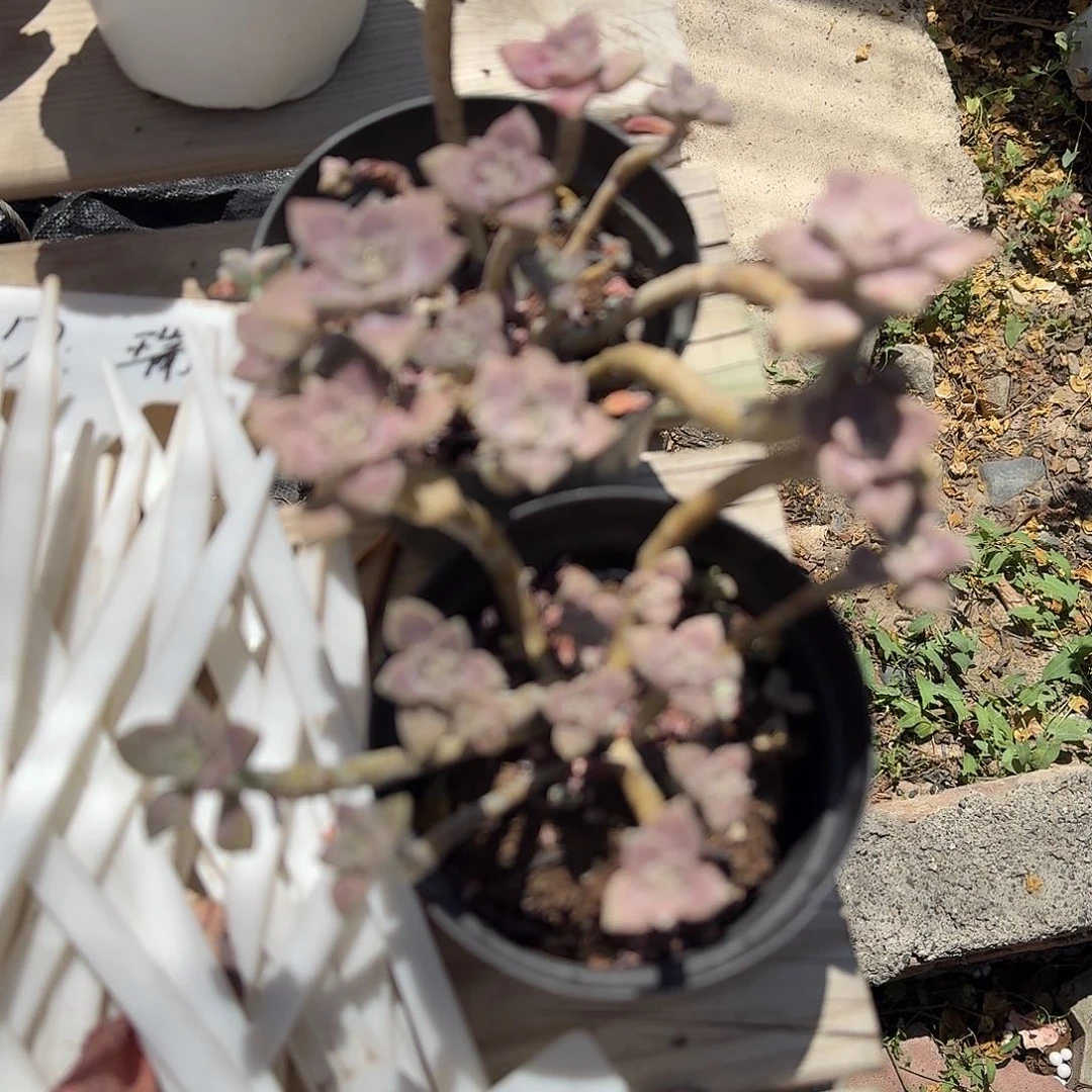 阿轮配两颗多肉植物