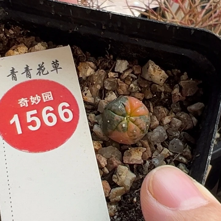 实生花斑兜锦一棵仙人球