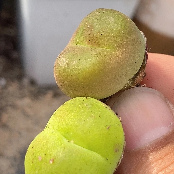 16502一组两颗柿饼