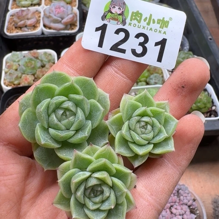 无花朵多肉植物多肉植物