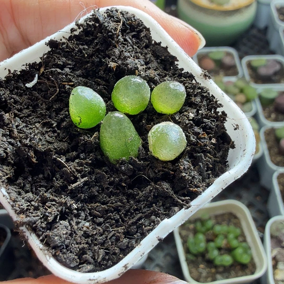 汉***哭多肉葡萄干和水果27