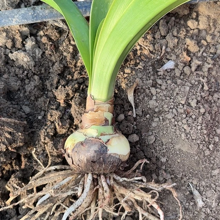 徐**升汤姆六➕有标带土