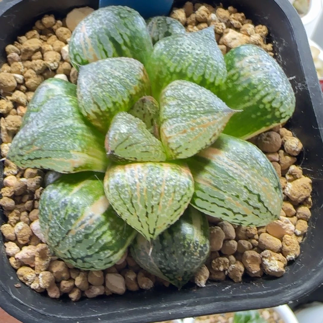 14号实生白银锦一物一拍带盆土