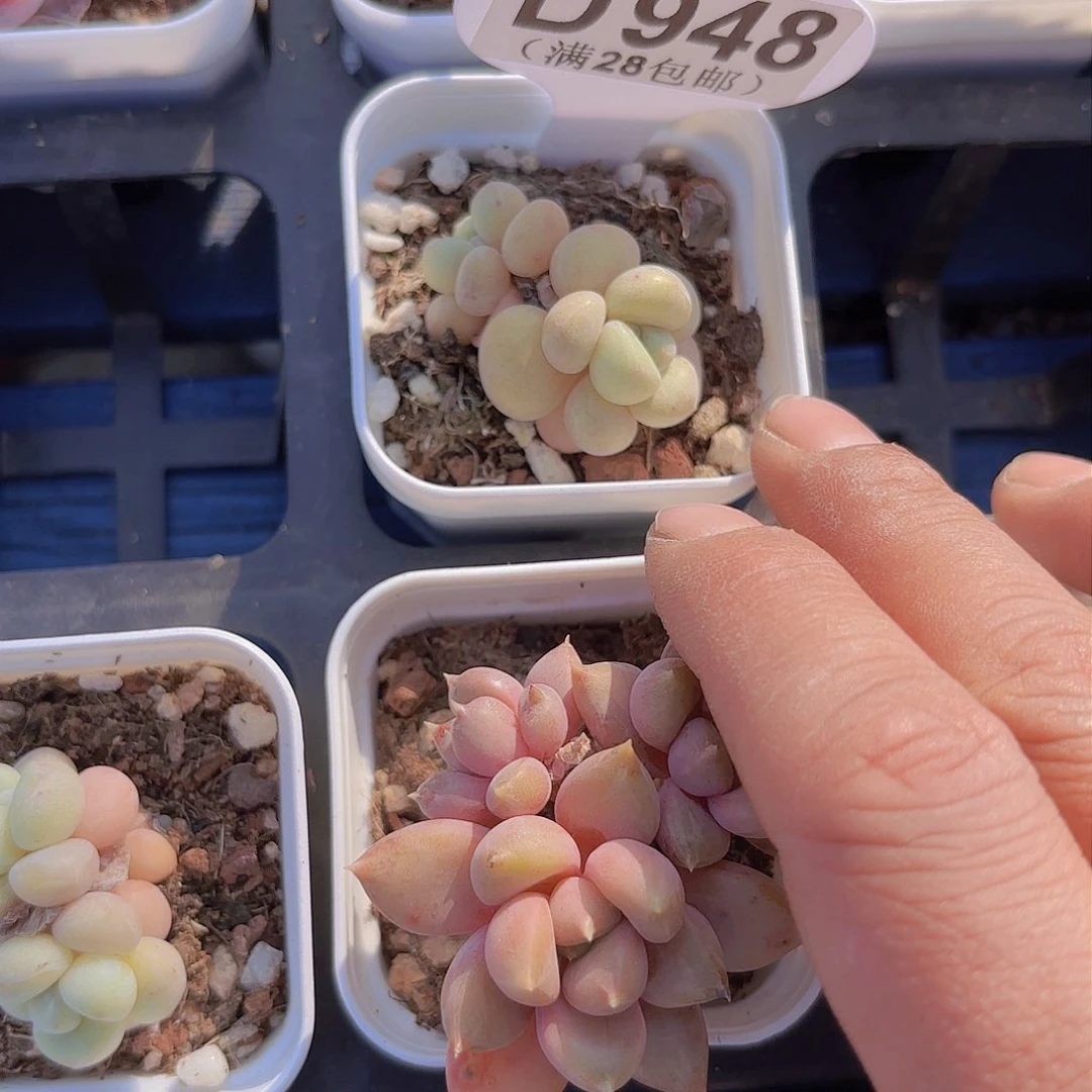 D948泡泡糖一物一拍