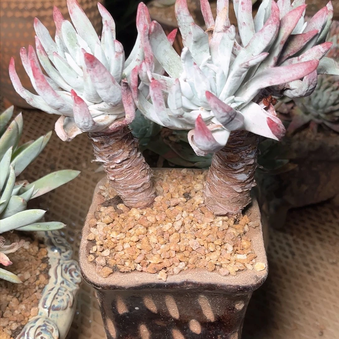 8781除霜苹果叶仙女杯多肉