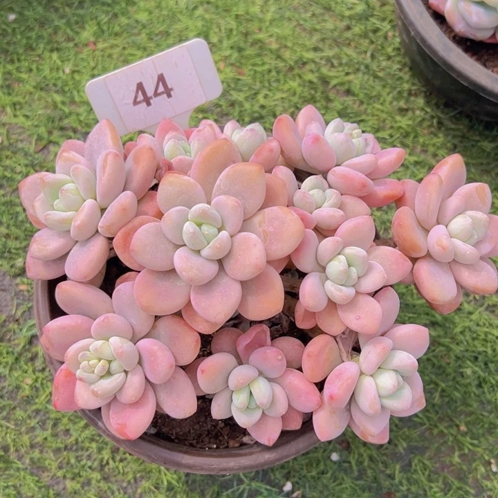 健健康康平平安安