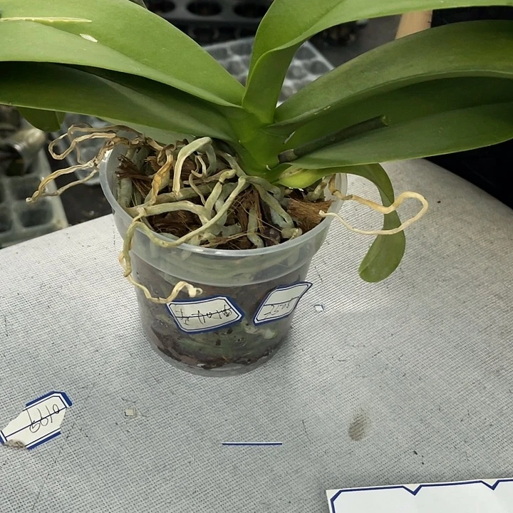 森****帽绿植蝴蝶兰爸爸加油3.5剪梗苗
