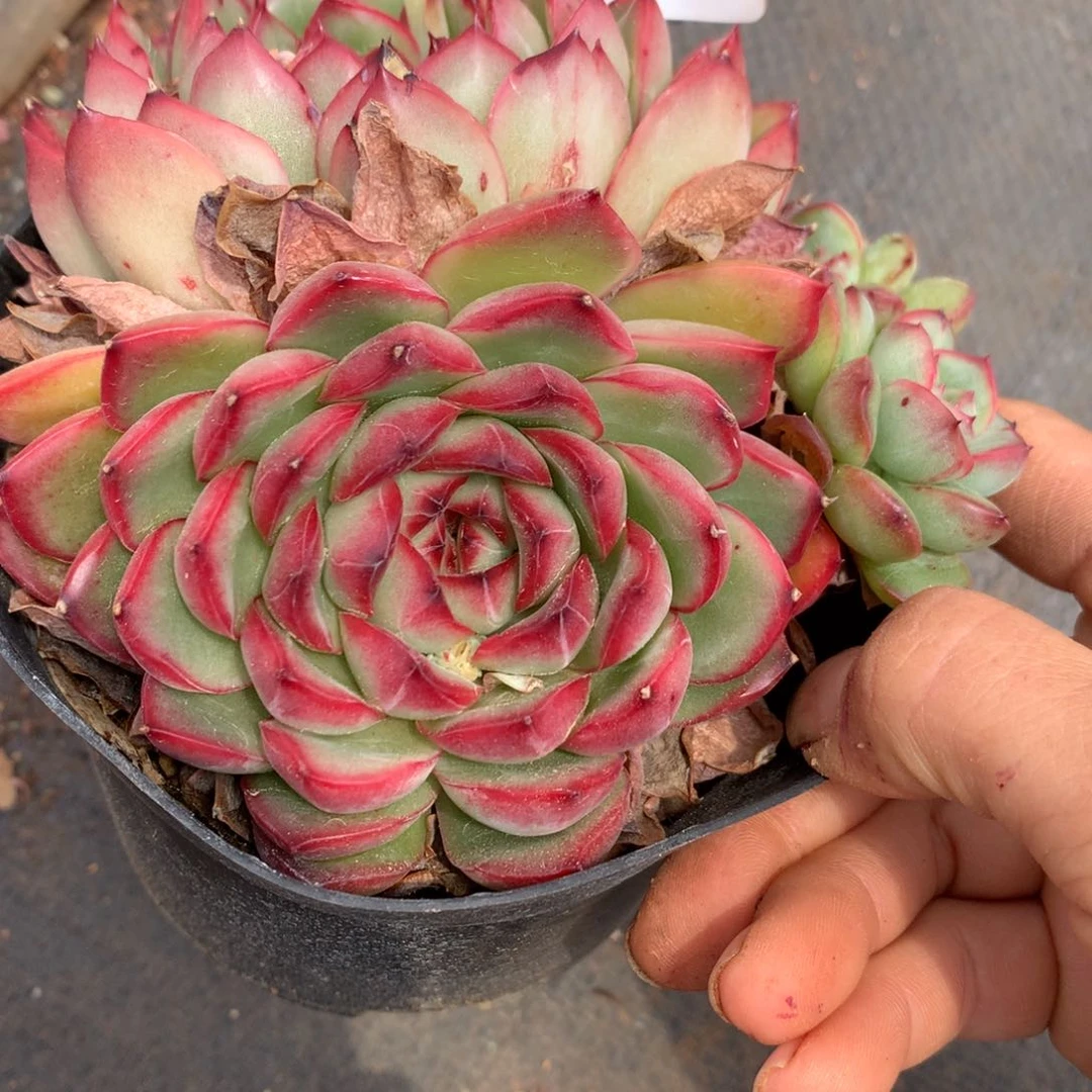 尐*糊2464有叶伤不售后11厘米