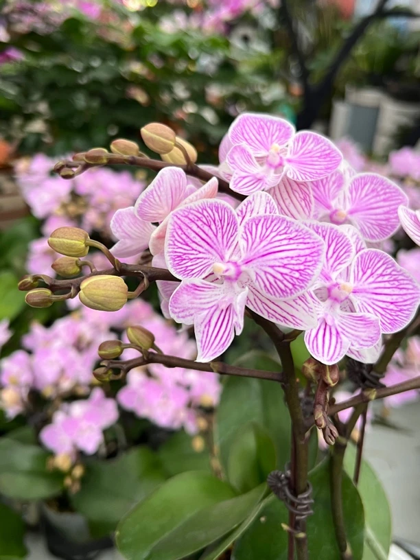 富豪优选（樱花01）蝴蝶兰花期长好养护