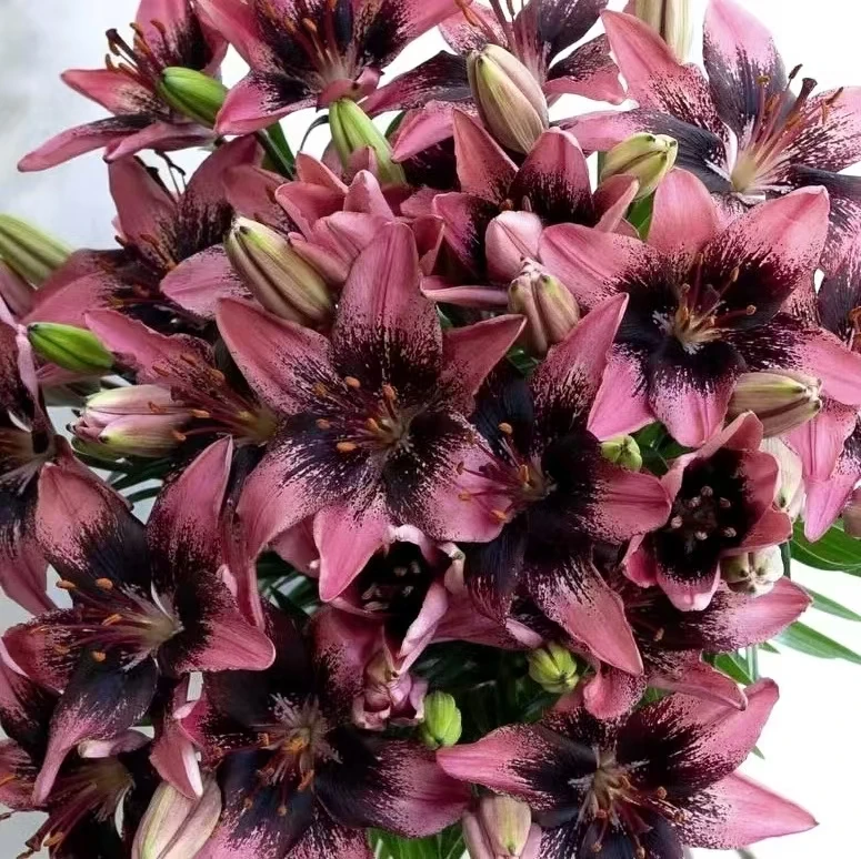 紫梦 12/14  3颗百合粉红色爆花高级阳台庭院  云南鲜花绿植