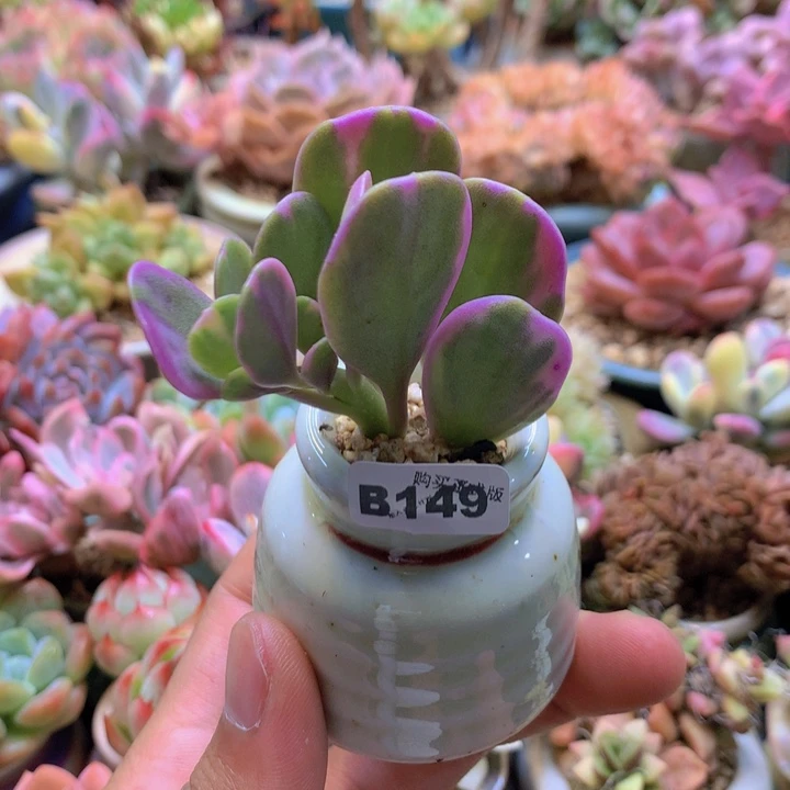 一物一拍含盆土满38包邮B149