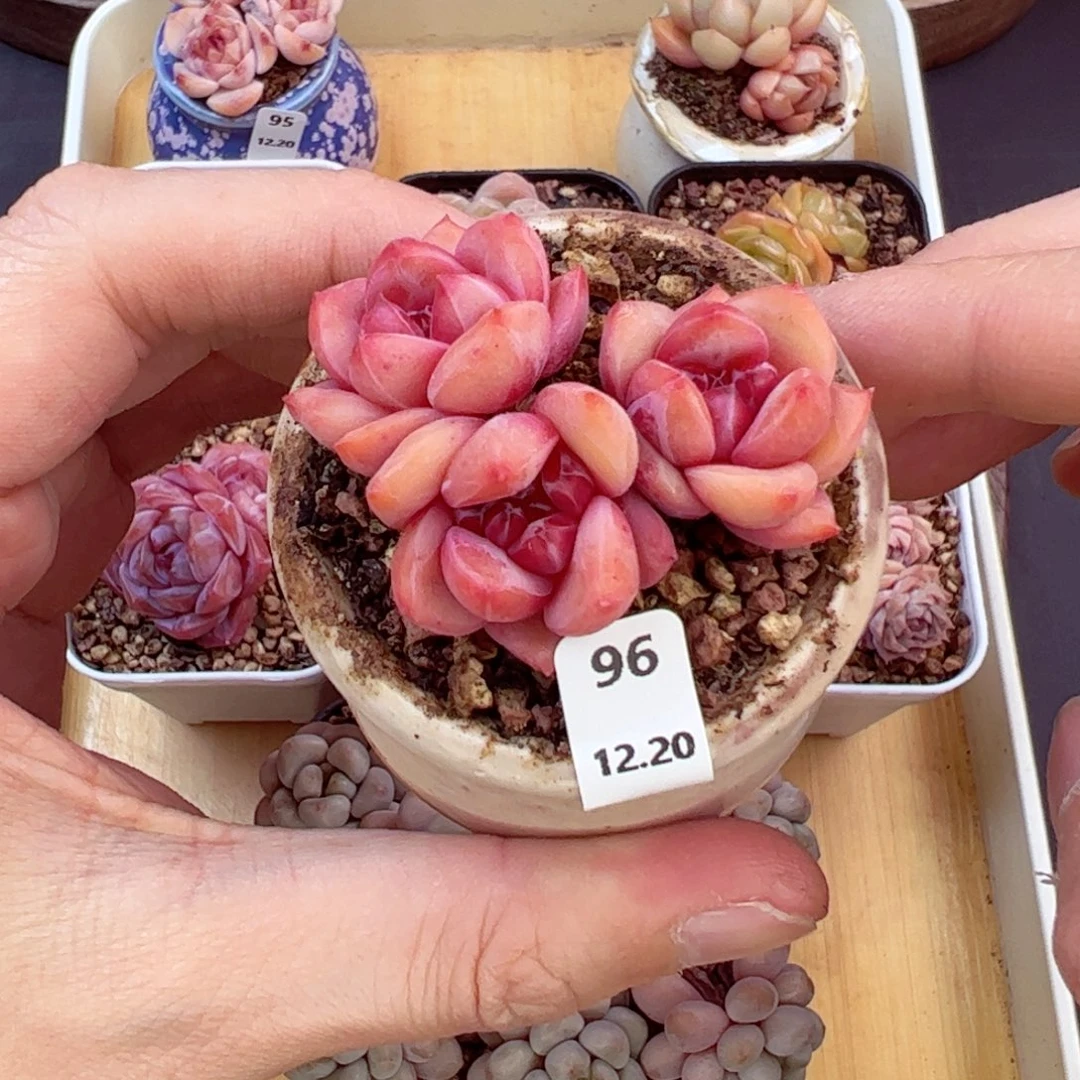 好好看96、哈哈哈哈