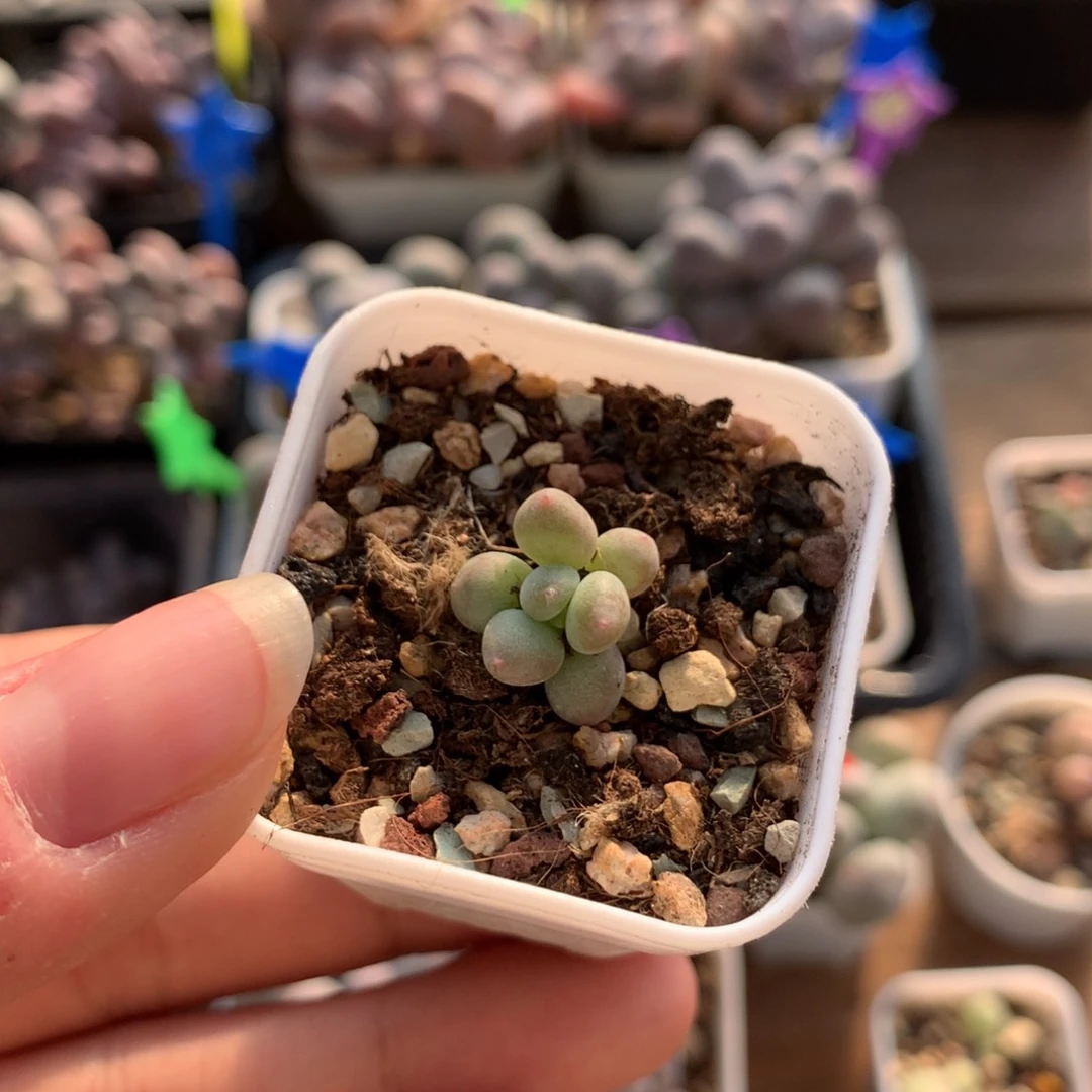 单头小腮红多肉植物