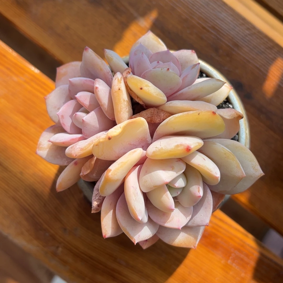 张张精品多肉甄选奶茶三头