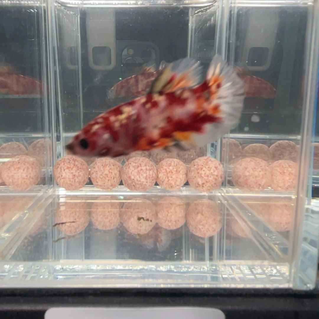 斗鱼12.29 将军 025