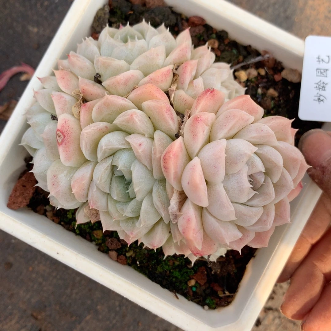 6019杂交多肉老桩