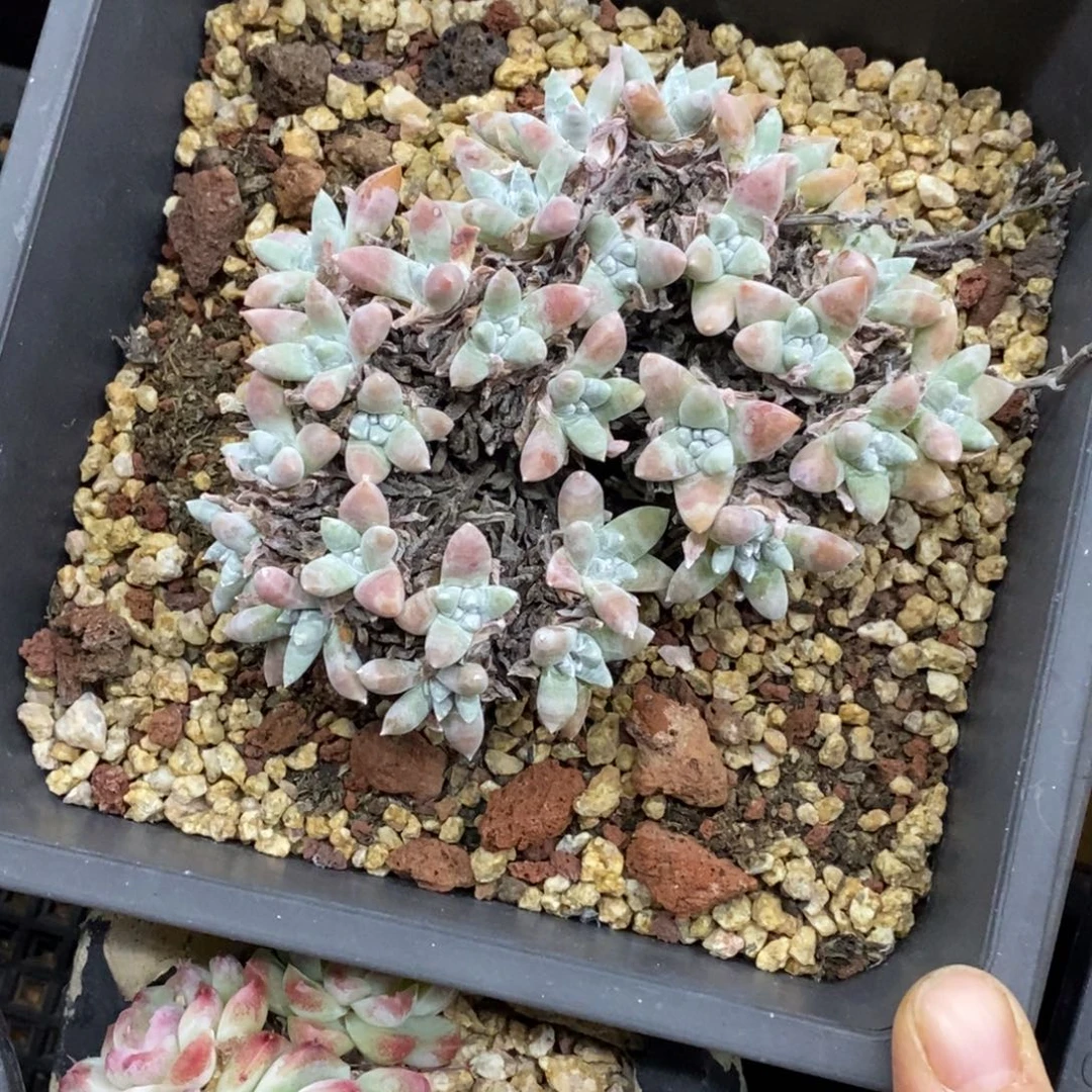 精品多肉一物一怕不包整230