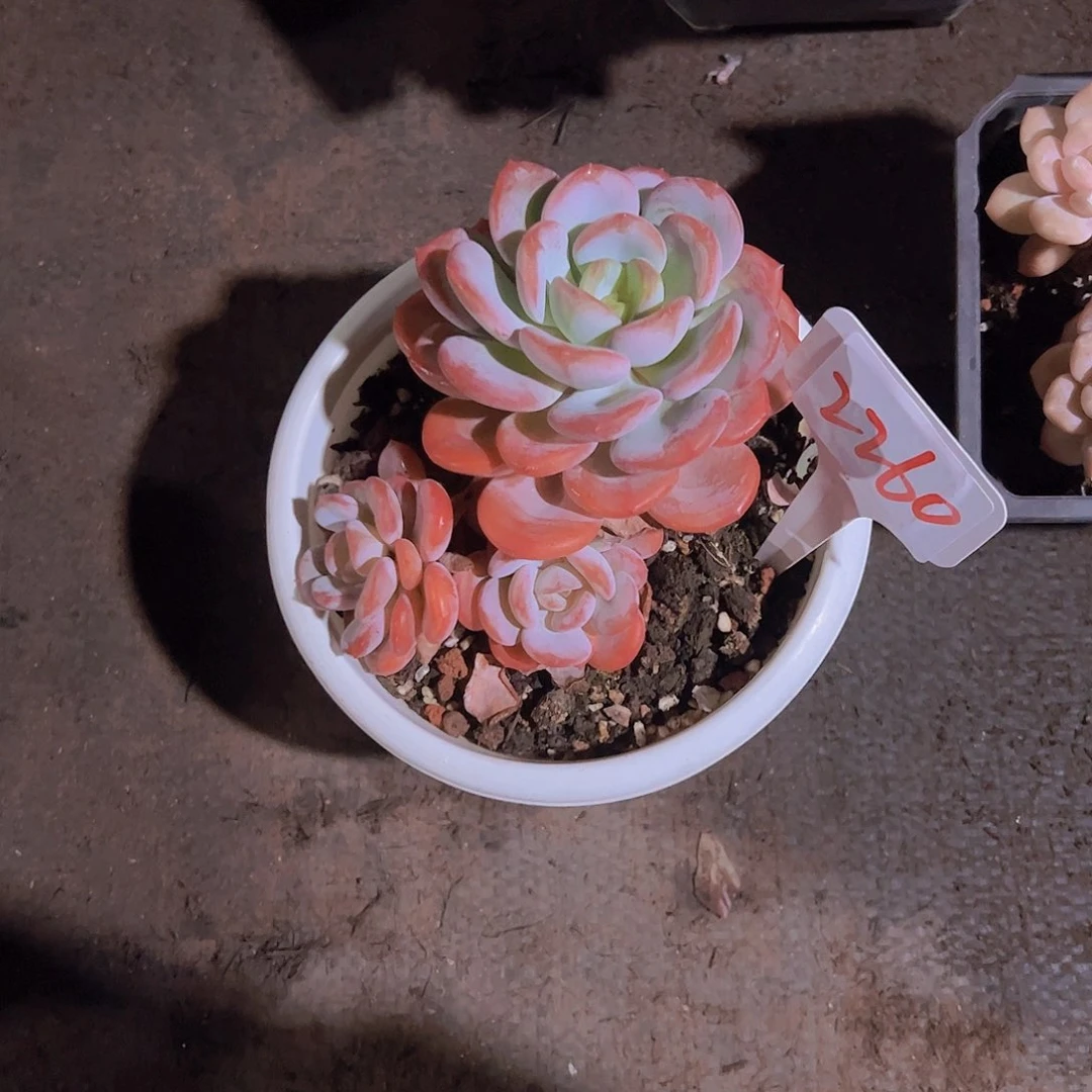 奶***猫2260香橙25。。。