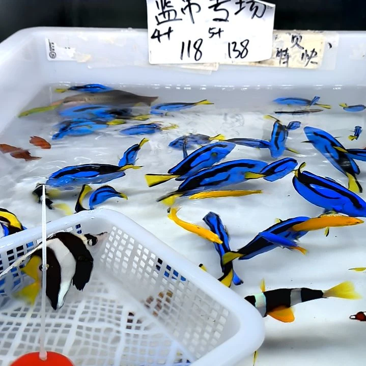 观赏鱼  海水鱼关刀6+